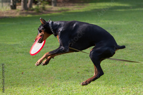 Doberman catching frisbee