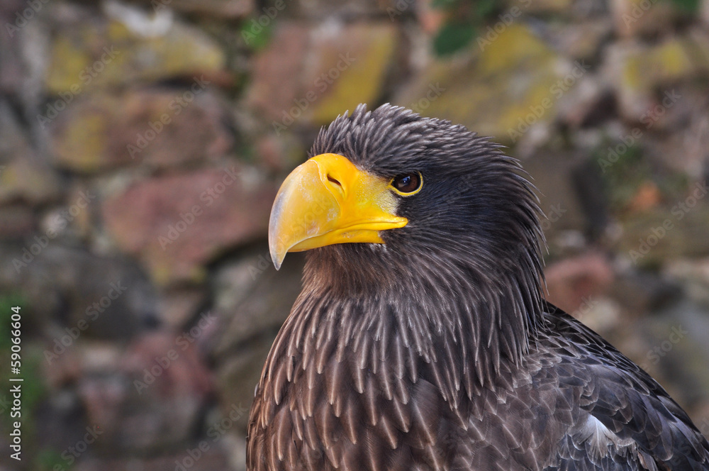 Obraz premium Rapace , Pygargue de Steller