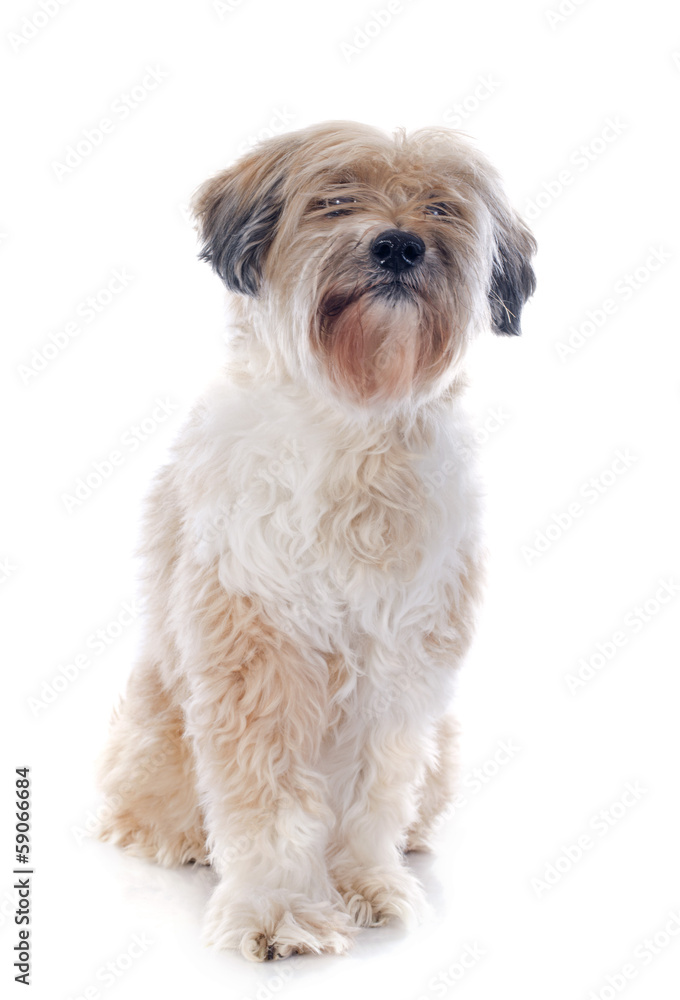 tibetan terrier tibetan terrier