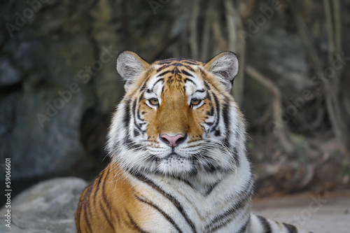 Fototapeta Naklejka Na Ścianę i Meble -  Sumatran tiger looking