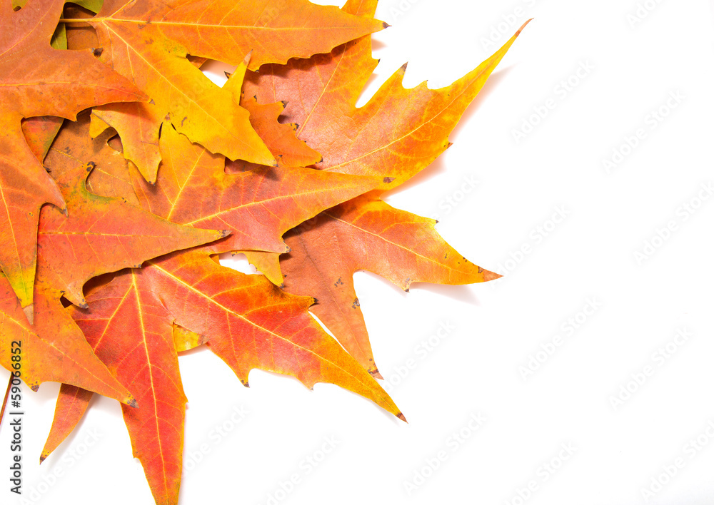 Fototapeta premium autumn leaves on a white background