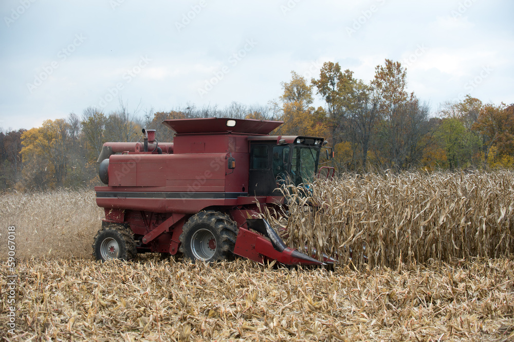 Obraz premium Combining corn field