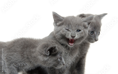 Three gray kitten
