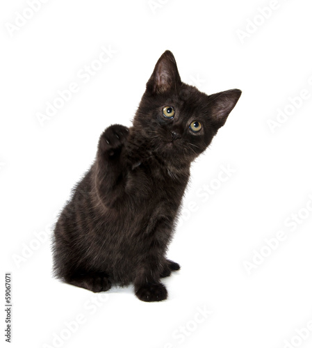 Cute black cat on white