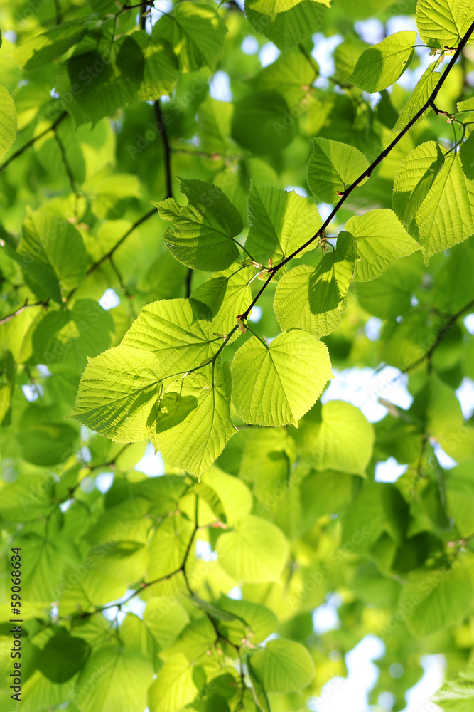 Obraz premium Linde im Frühling