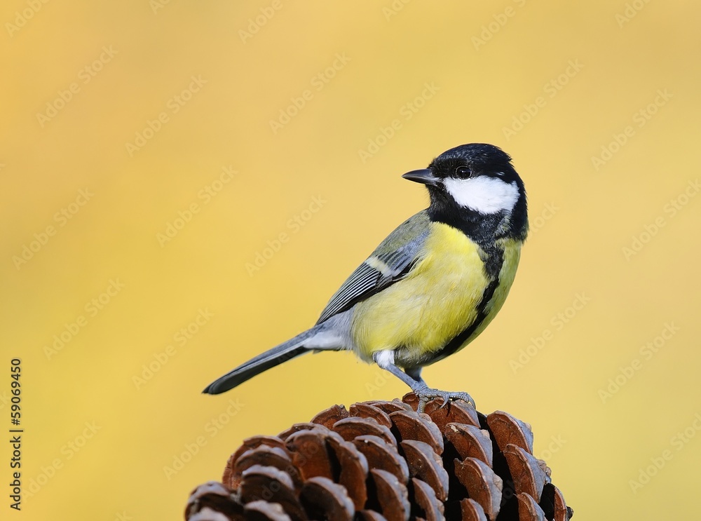 Fototapeta premium Great tit.