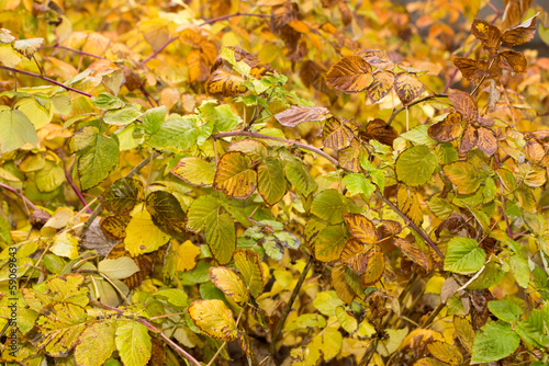 raspberry leaves as autumn background