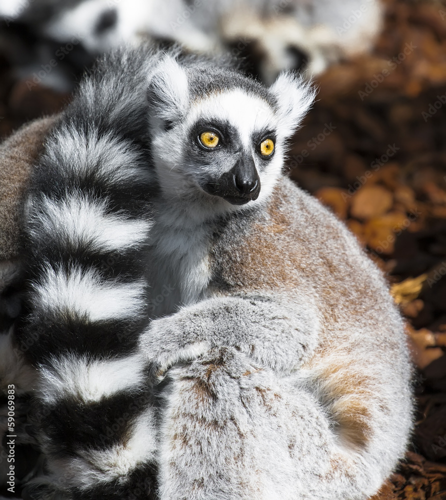 Naklejka premium Lemur eyes wide open