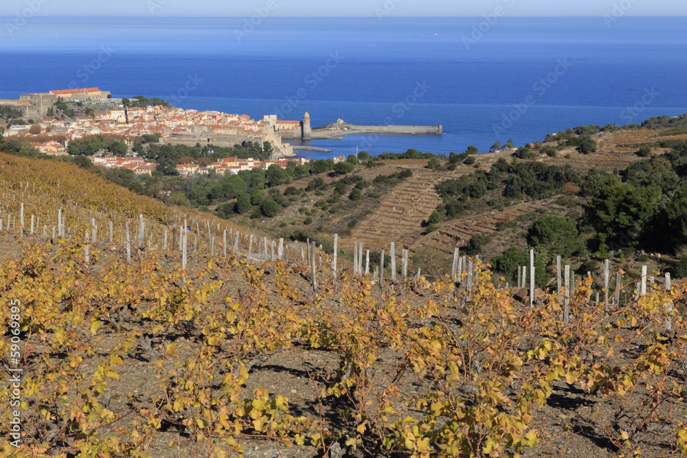 Obraz premium Collioure, vignes en terrasse - automne.