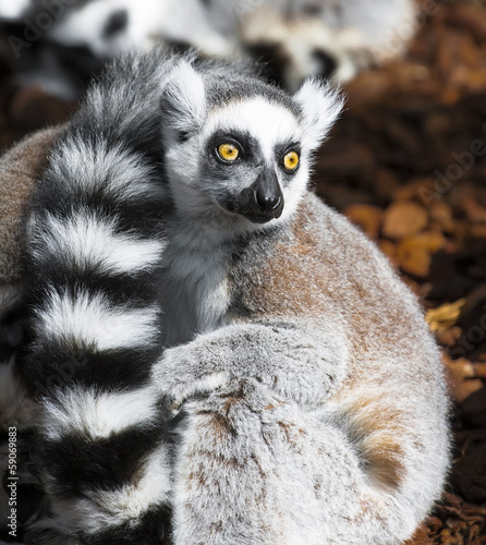 Lemur eyes wide open © stavrida