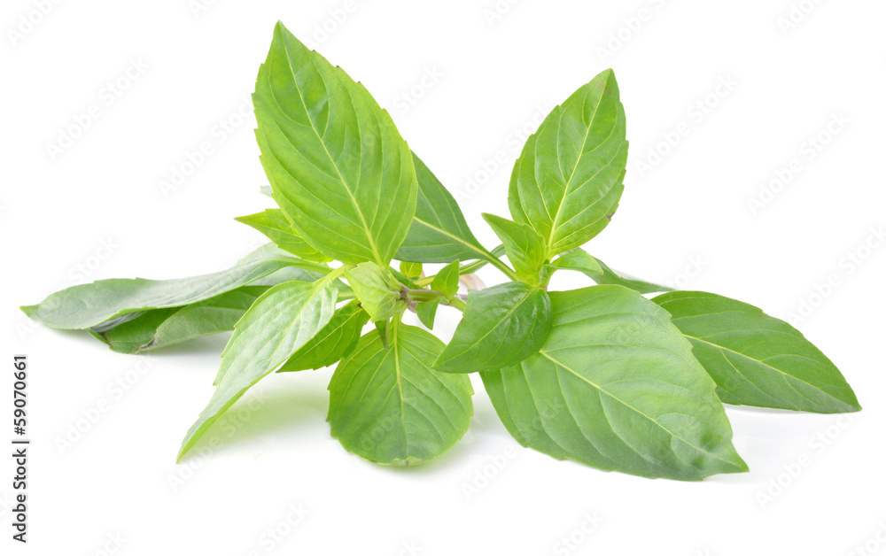 basil isolated basil isolated