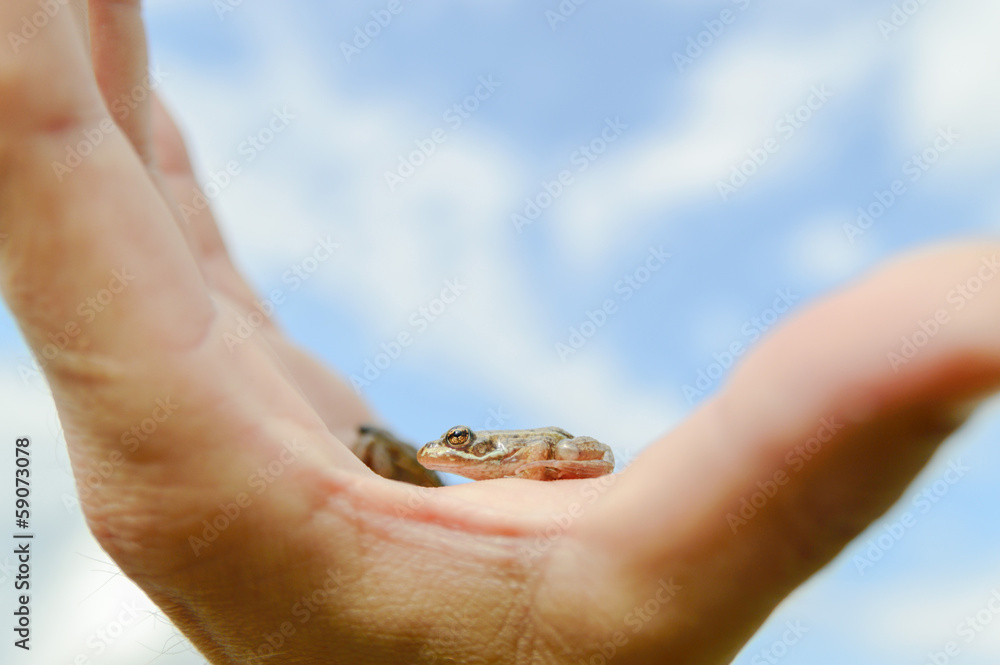 Fototapeta premium frog