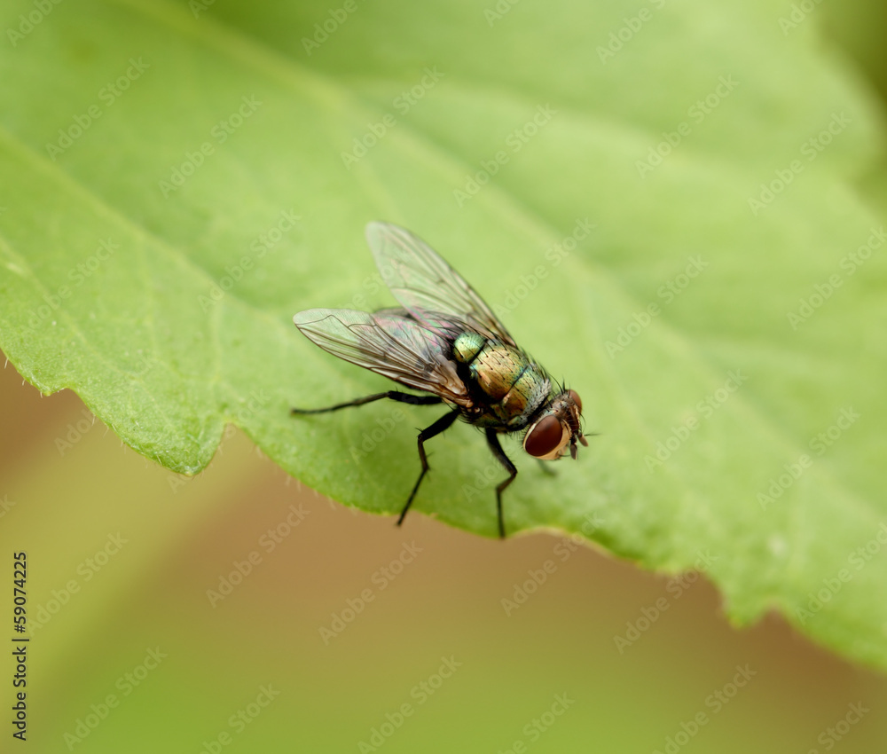flies flies