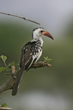 Red-billed hornbill, Tockus erythrorhynchus