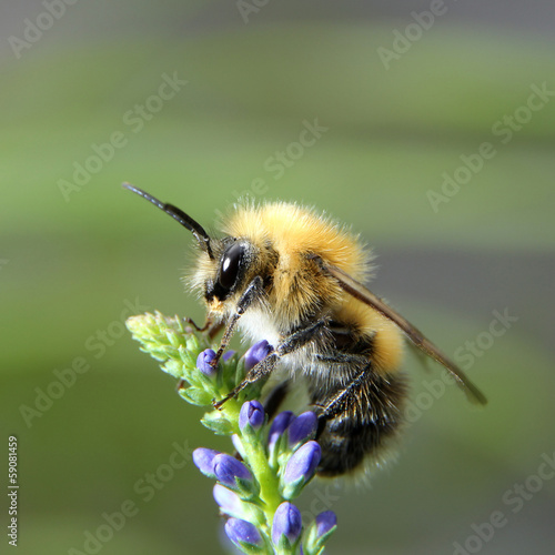 Valokuva Shaggy bumblebee on a flower