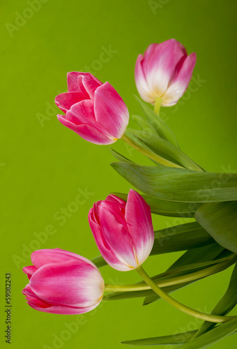 Pink tulips on green background