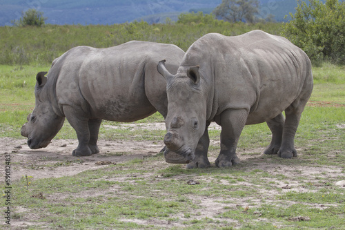 Pair of De-Horned Rhinos