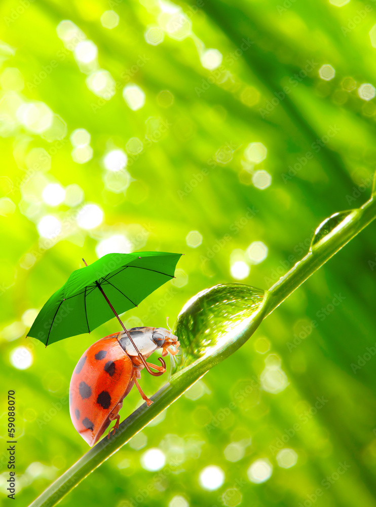 Fototapeta premium Little ladybug with umbrella.