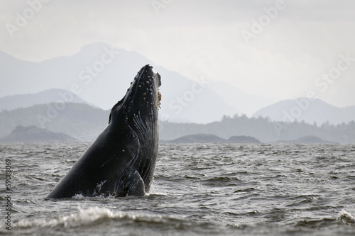 Humback whale (Megaptera novaeangliae) breaching.