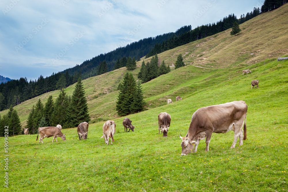 Mucche al pascolo, svizzera