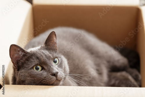 british shorthair cat in the box
