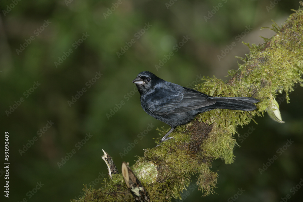 Obraz premium Ruby-crowned tanager, Tachyphonus coronatus