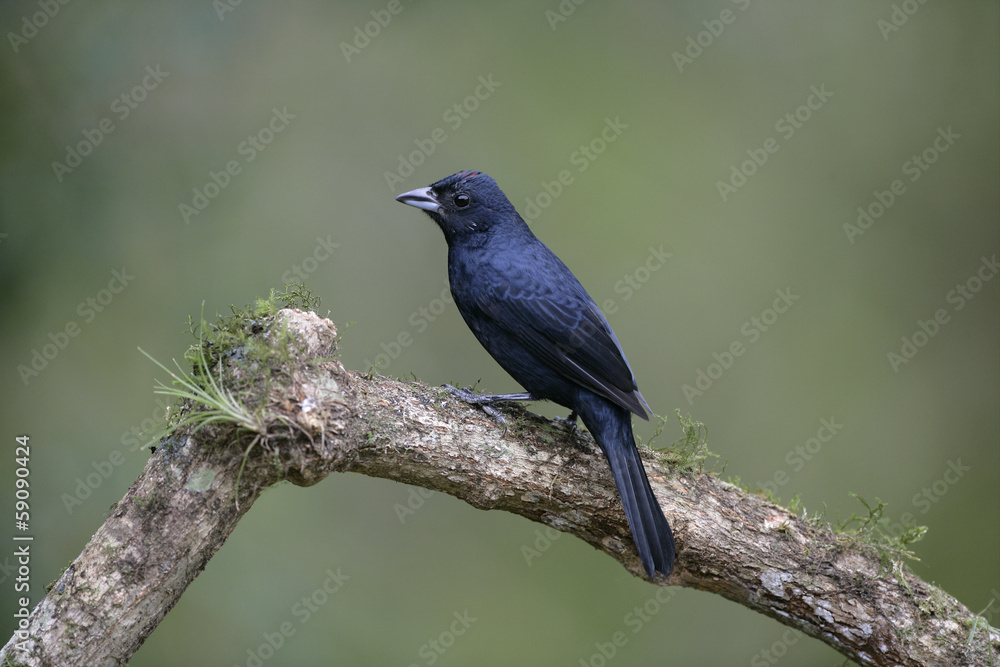 Ruby-crowned tanager, Tachyphonus coronatus