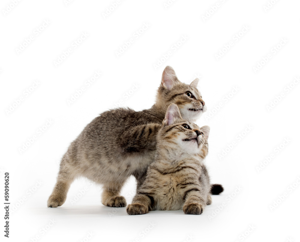 Two tabby kittens Two tabby kittens