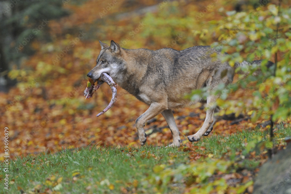 Fototapeta premium Wolf