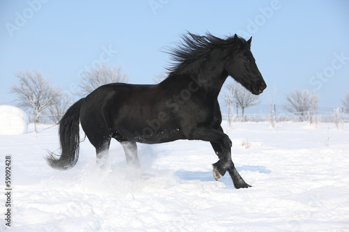 Fototapeta Naklejka Na Ścianę i Meble -  Beautiful friesian mare with flying mane running in the snow