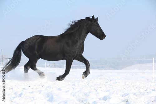 Beautiful friesian mare with flying mane running in the snow © Zuzana Tillerova