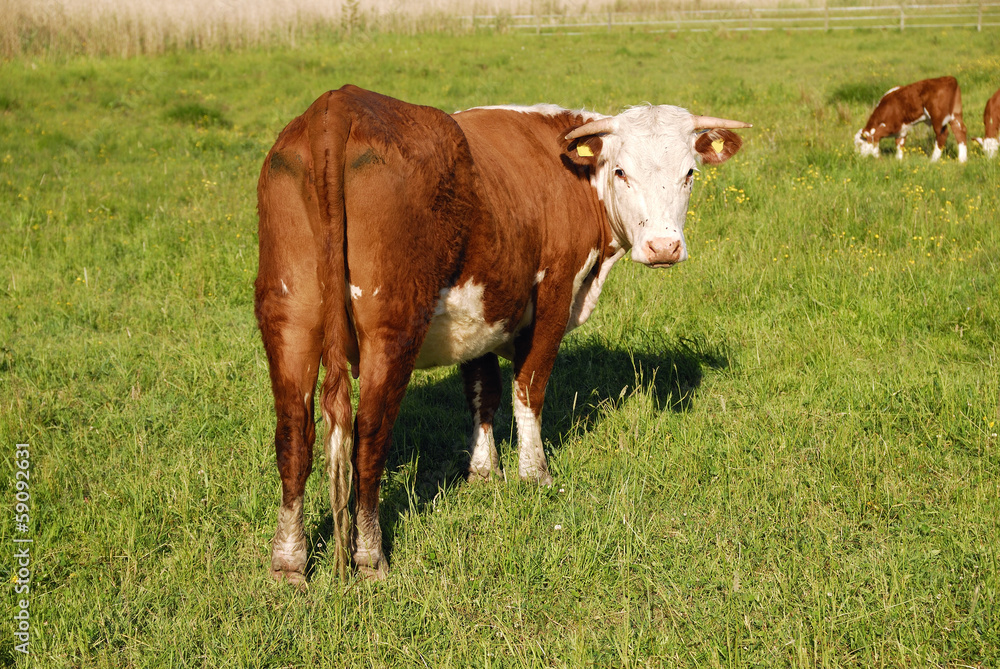 Cow