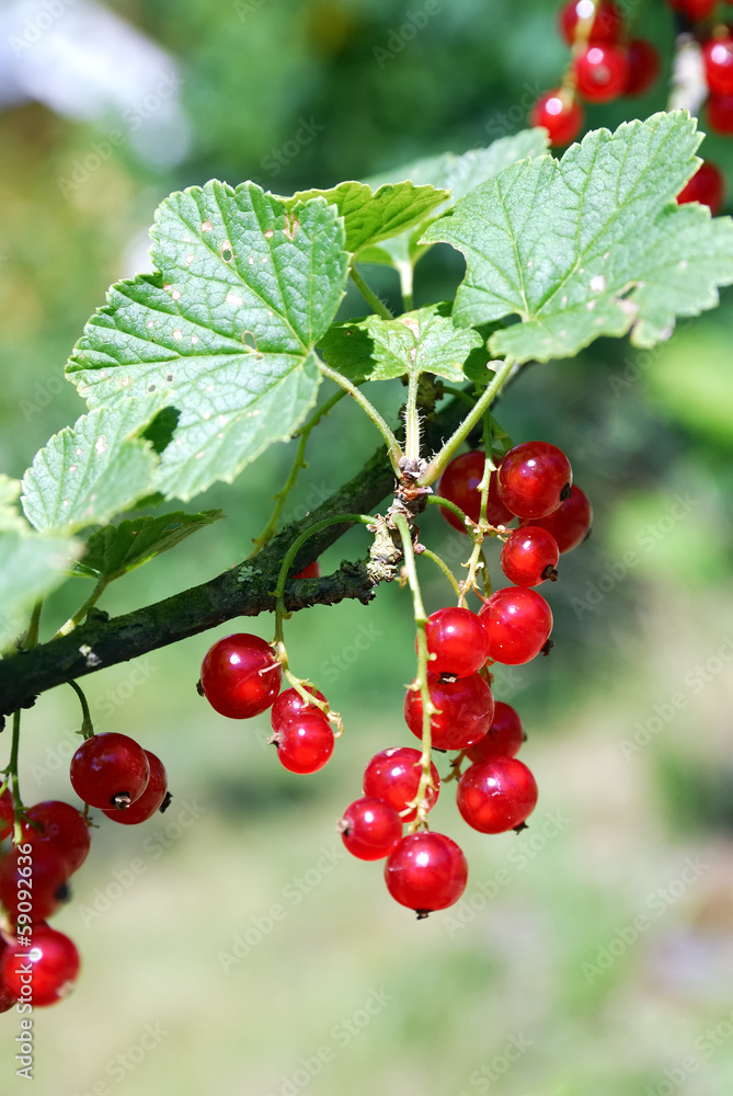 Red Currant Hanging