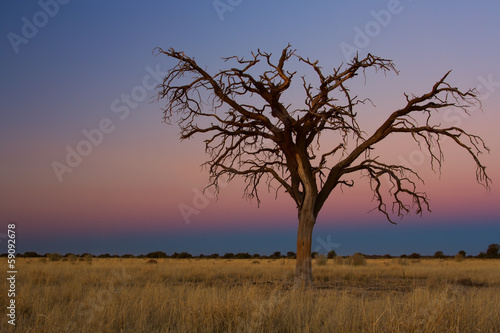 Lovely sunset in Kalahari with dead tree