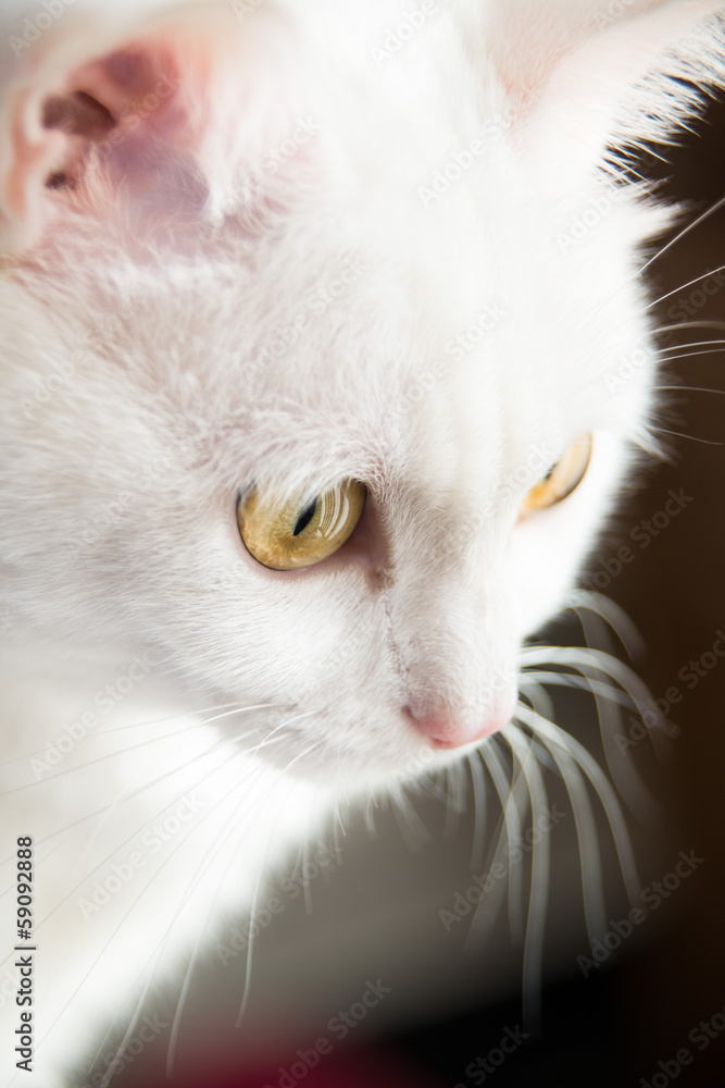 White cat with yellow eyes side portrait with dark background