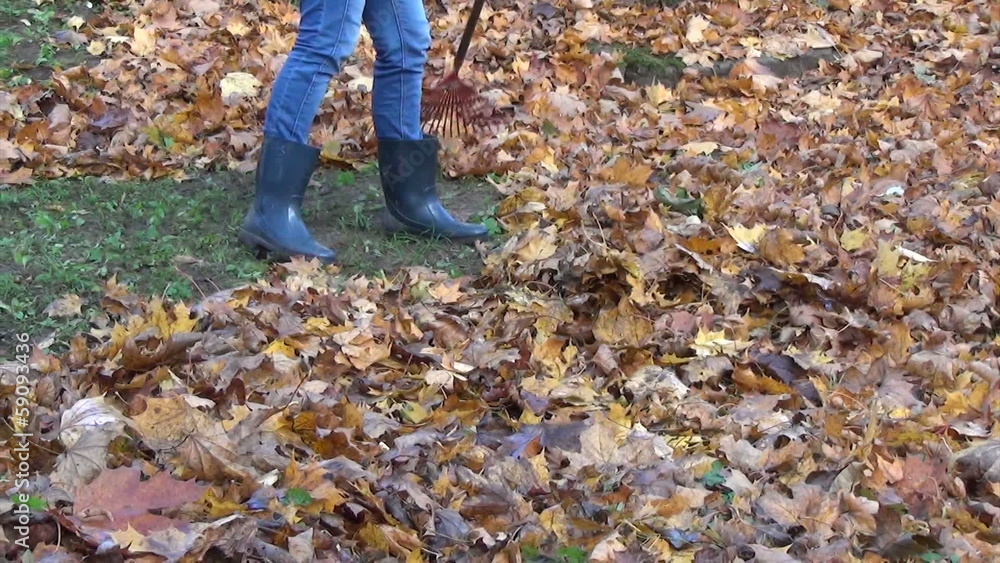 close up of gardener raking a lot of dry maple leaves close up of gardener raking a lot of dry maple leaves