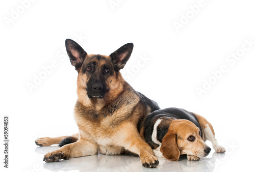 Beagle und Schäferhund