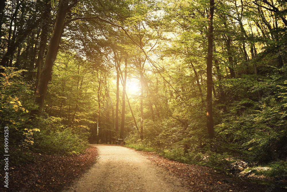 Fototapeta premium Forest road