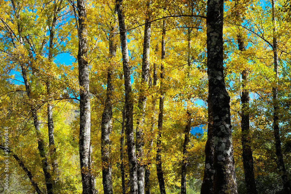Tree in autumn Tree in autumn