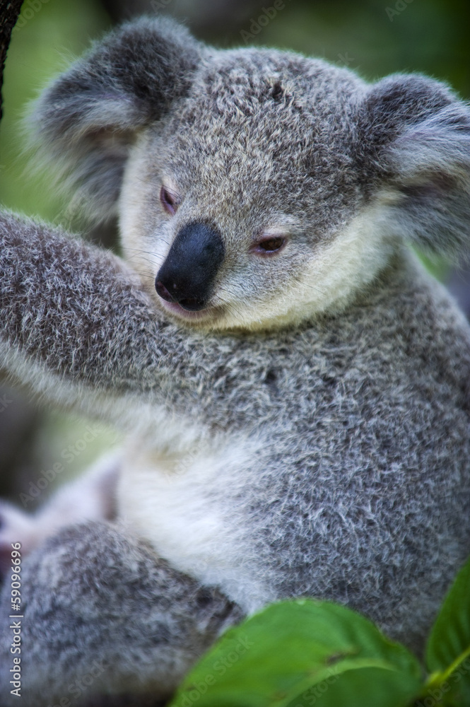 Naklejka premium Junger Koala auf Magnetic Island in Australien