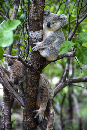 Koalabär mit Jungtier auf Magnetic Island in Australien