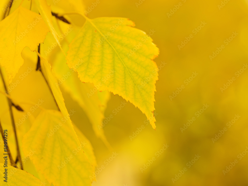 Obraz premium Autumn tree branch