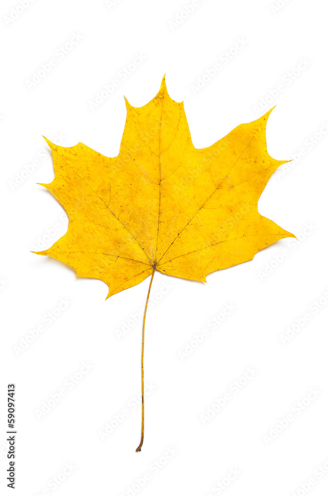 Maple leaf Maple leaf
