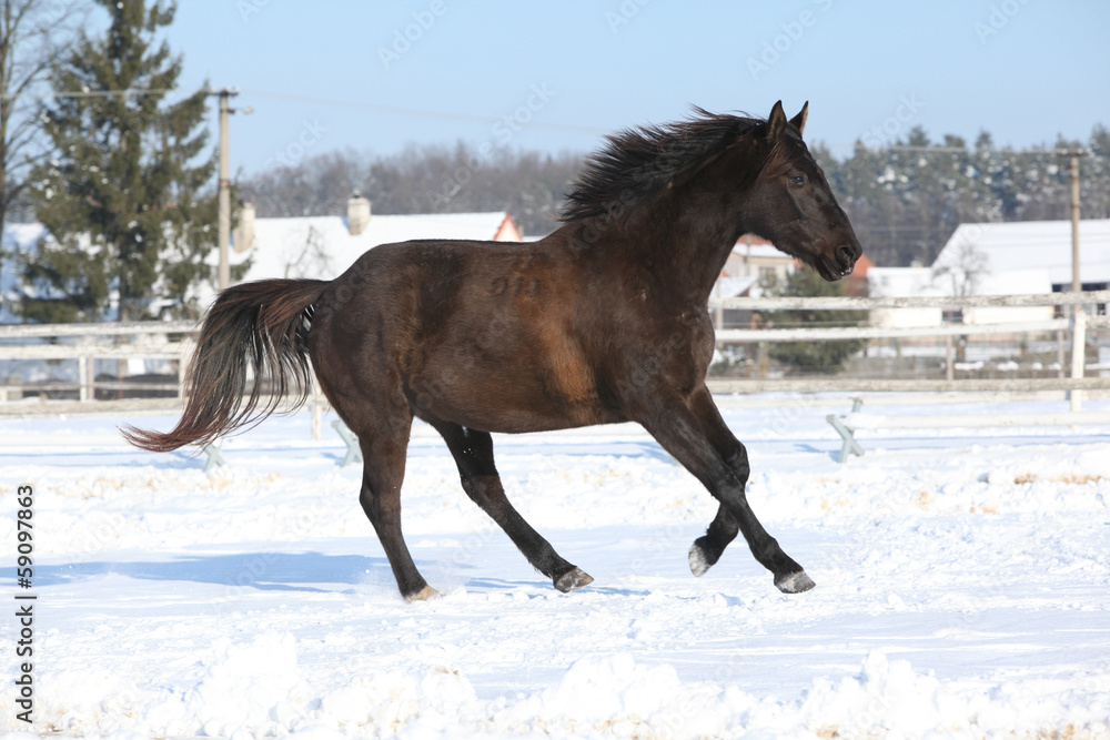Gorgeous brown horse in winter Gorgeous brown horse in winter