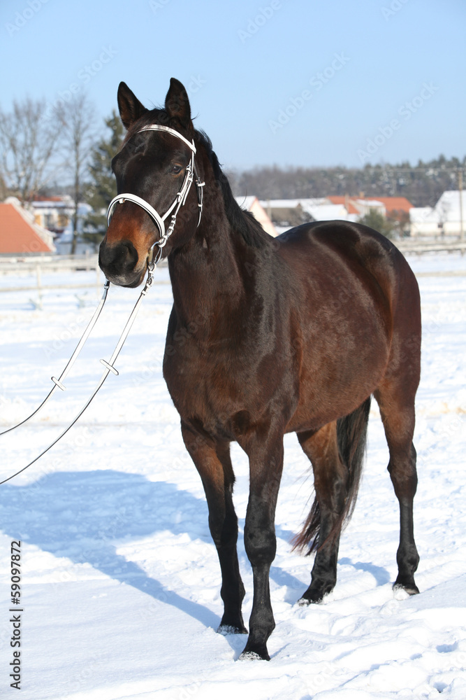 Gorgeous brown horse with white bridle in winter Gorgeous brown horse with white bridle in winter