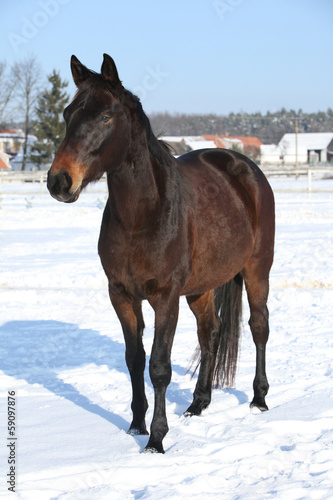 Gorgeous brown horse in winter