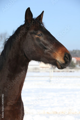 Gorgeous brown horse in winter © Zuzana Tillerova