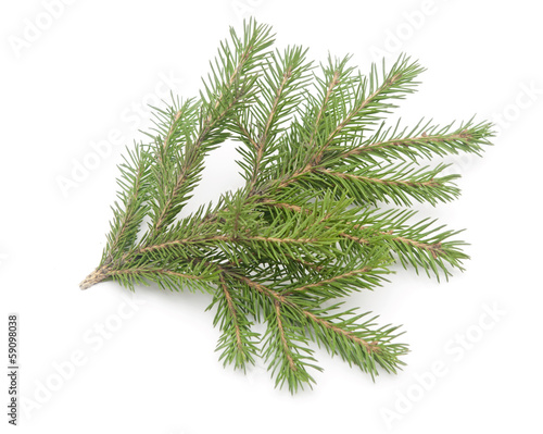 fir-tree with paper snowflake isolated on white