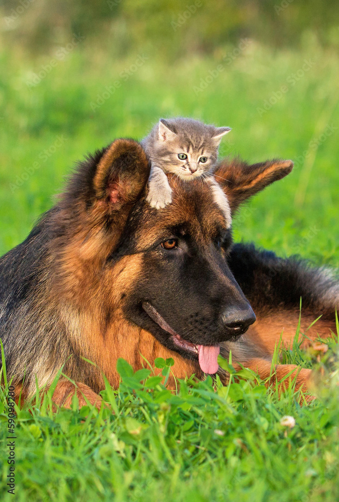 German shepherd dog with little kitten on his head