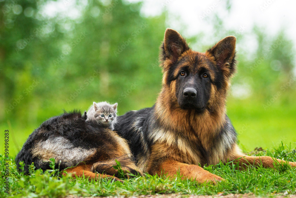German shepherd dog with little kitten